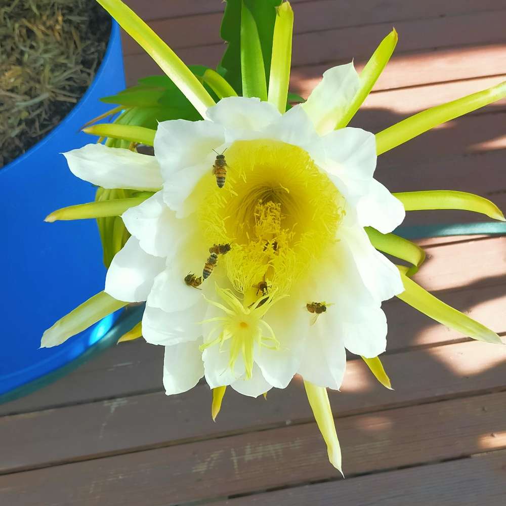 Picture of bees on a dragon fruit flower.